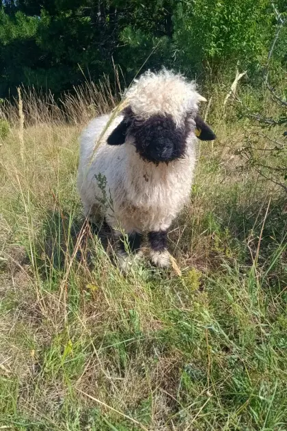 BIO Walliser Schwarznasenlämmer männlich, Walliser Mischling