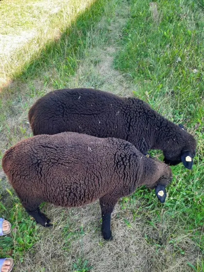 Widderlämmer