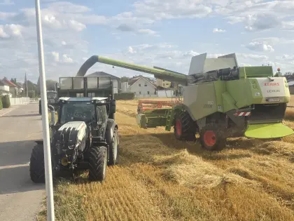 Bio-Schwarzhafer zu verkaufen