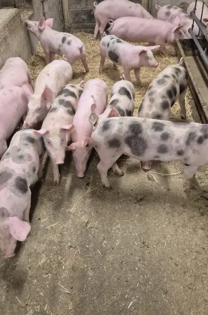Landschwein Pietrain