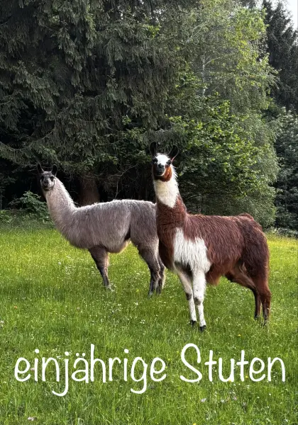 Lamas