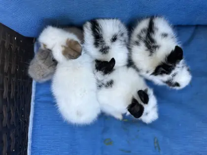 Kaninchenbabys
