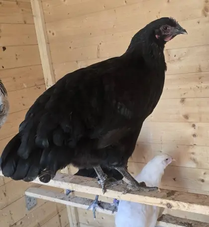 Jersey Giant Hennen vom Februar, geimpft