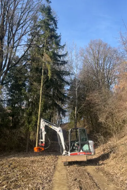 Energieholzernte mit Bagger und Fällgreifer