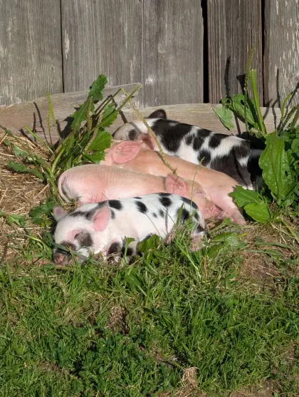 Kune-Kune-Ferkel
