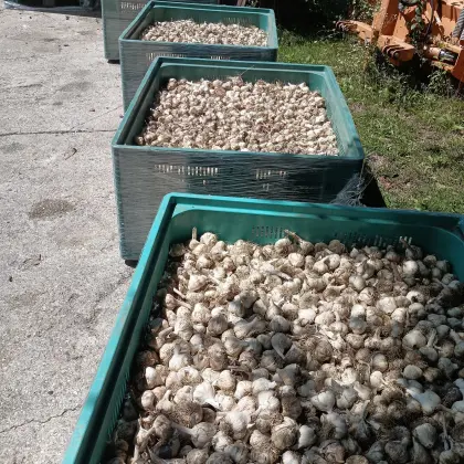 Bio-Knoblauch
