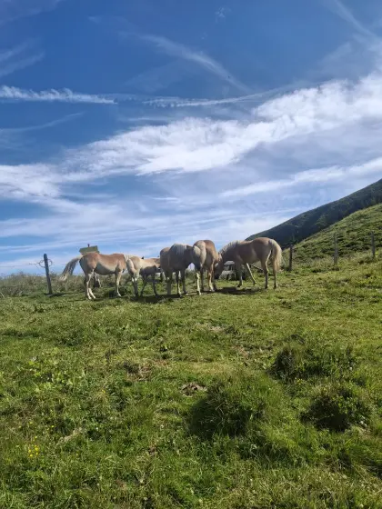 Haflinger Pferde