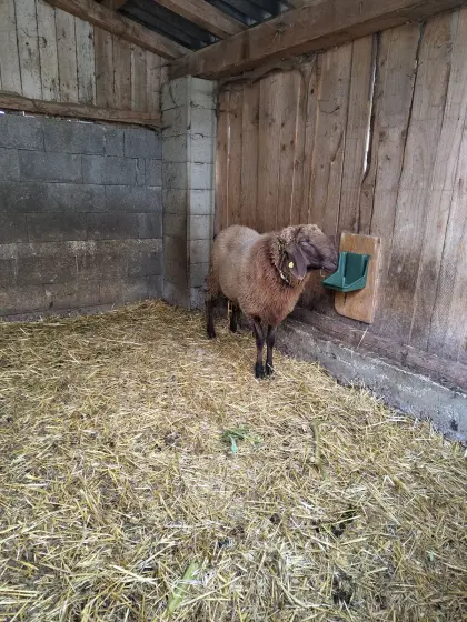 Braunes Bergschaf Widder Ib