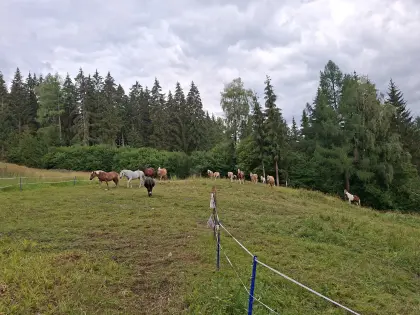 Haflinger für Zucht, Sport, Freizeit