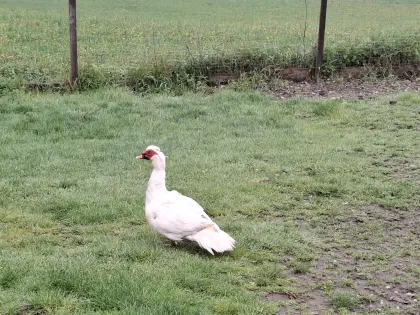 Stummentenerpel