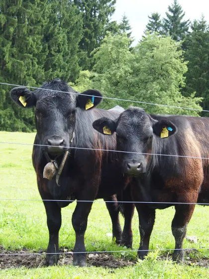 Bio-Angus-Kalbinnen