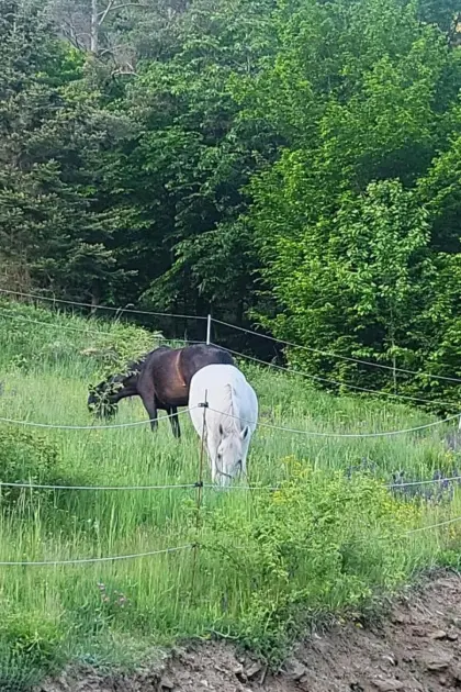 Lipizzanerstute zum Selber-Ausbilden