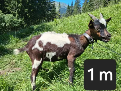 Tauernschecken-Kitz
