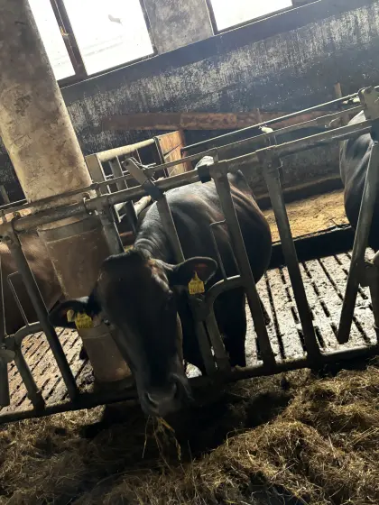 Trächtige F4-Mutterkuh, vielversprechende F5-Tochter