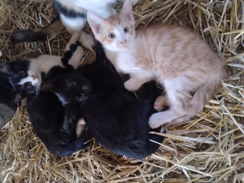 Katzenbabys