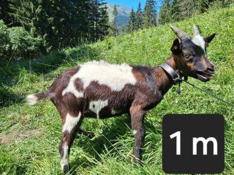 Tauernschecken-Kitz