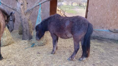 Ponywallach sucht Bestplatz