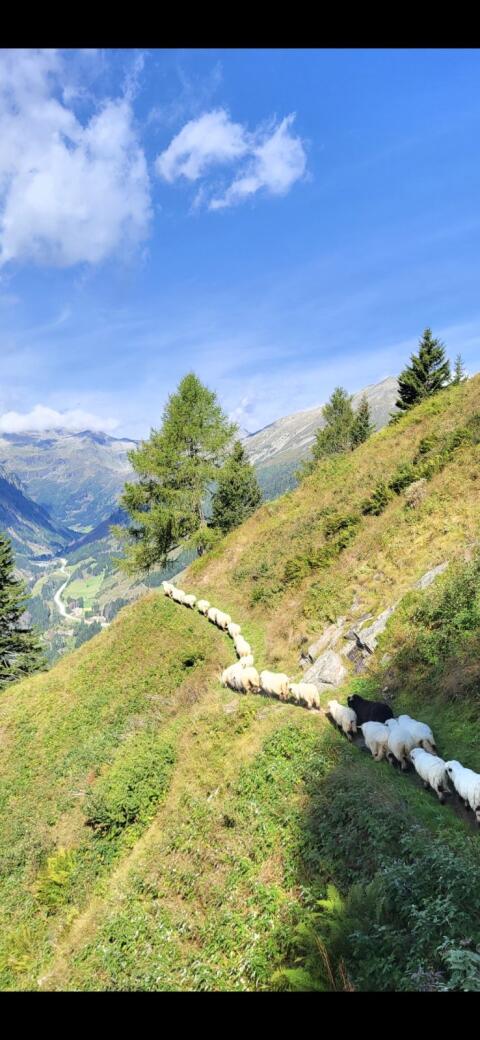 Walliser Schwarznasen