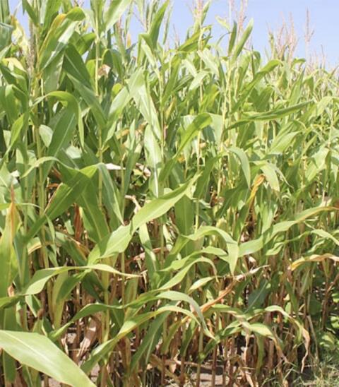 Silagemais