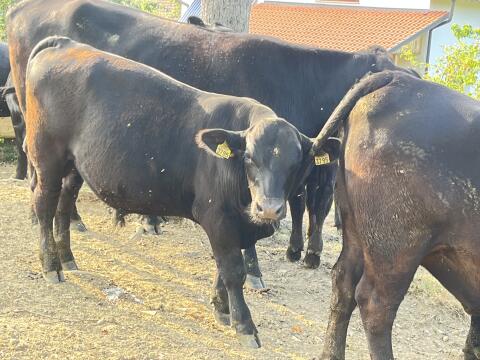 EKO-Aberdeen Angus (AAG), 2 bikca, dvojčka, 7 mesecev
