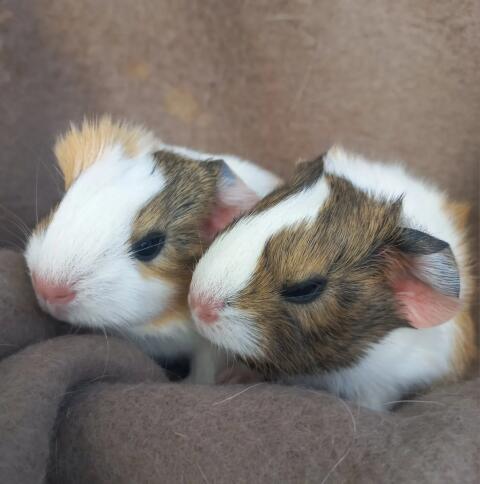 Meerschweinchen