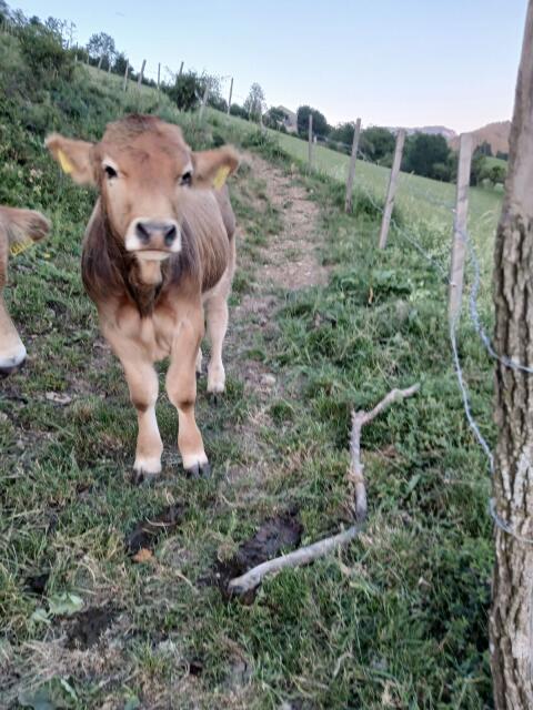 Bio Murbodner Jungstier