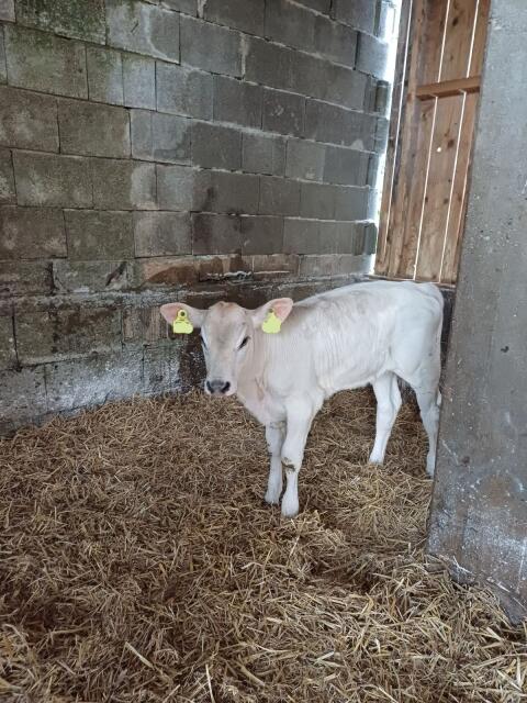 Brown Swiss Kuhkälber