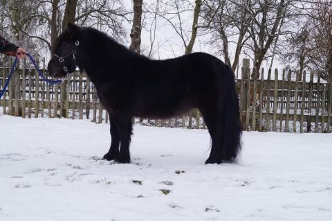 Shetlandpony Deckhengst
