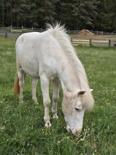 Kinderliebe Ponystute