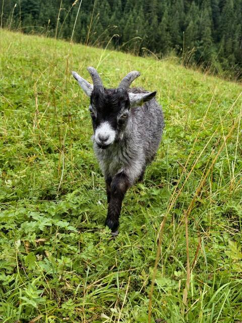 Blobe Bock