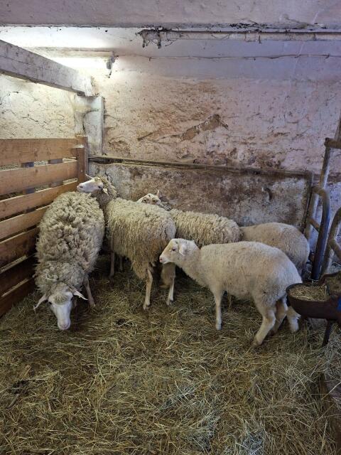 Schafböcke März 25 und Februar 26