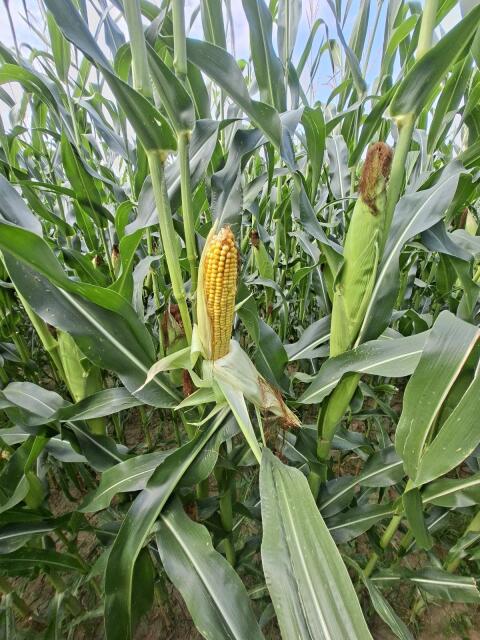 Silomais frei ab Feld