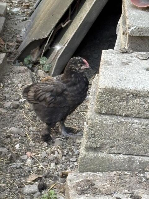 Marans Blau Kupfer