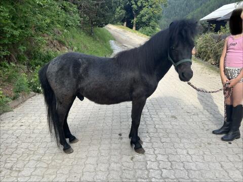 Pony-Schimmelhengst, 2 Jahre, brav und kinderfreundlich