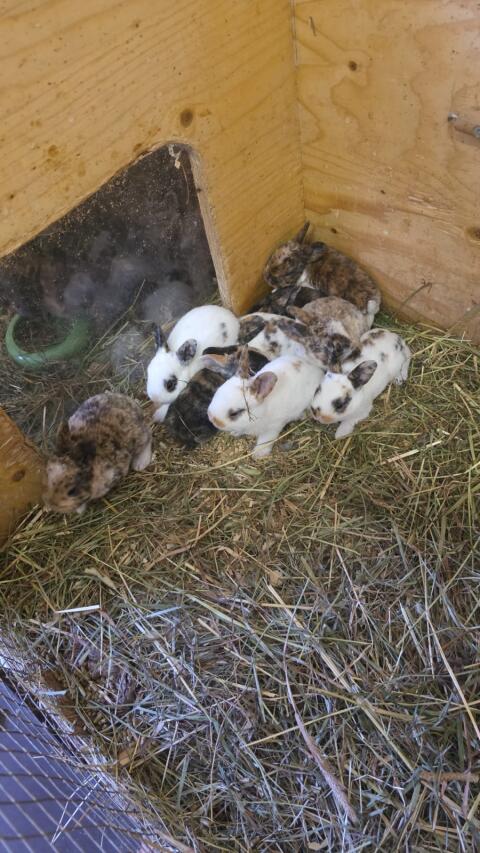 Mini Rex Hasen