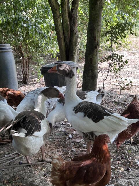 Gänse