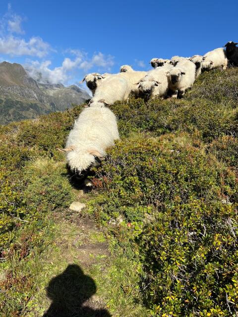 Walliser Schwarznasen
