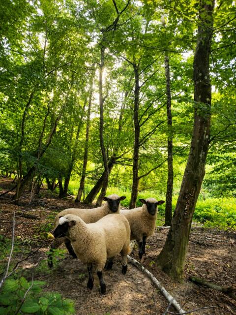 Shropshire-Schafe