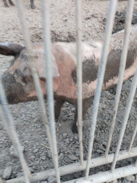 Schwein