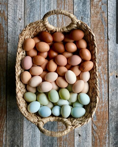 Bruteier Ameraucana, Araucana, Lavender, Silverudds, Blumenhuhn