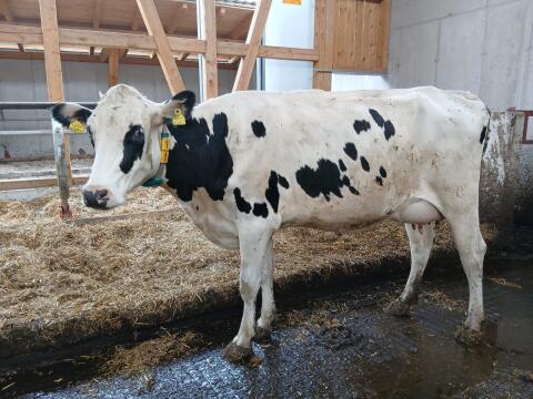 Holstein Erstlingskuh