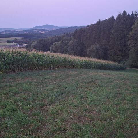 Silomais ab Feld