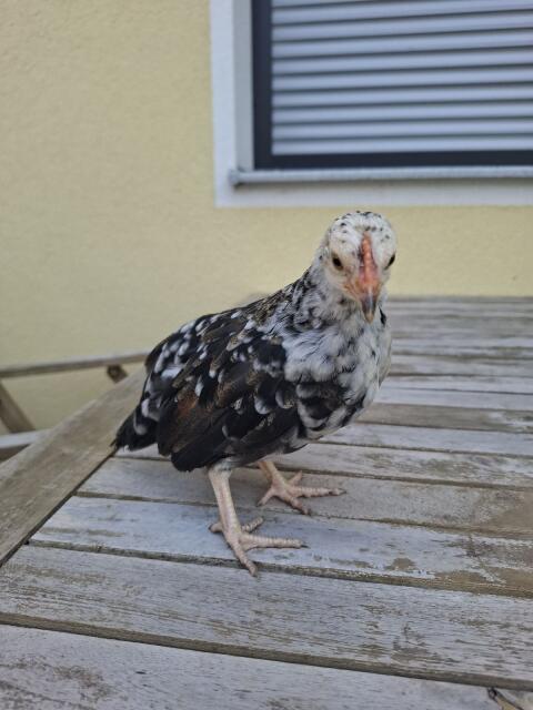 Steinpipperl-Hähne