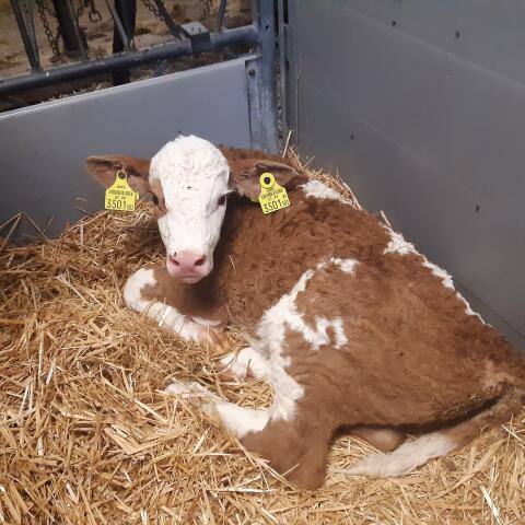 Bio-Kalb männlich