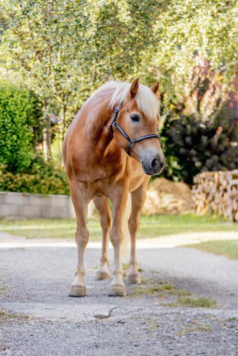 Haflinger-Stute
