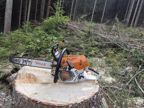 Holzschlägerung, Windwurf