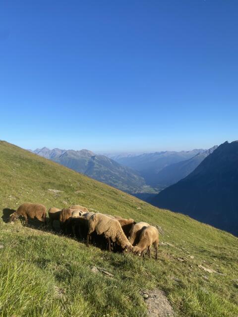 Braune Bergschafe