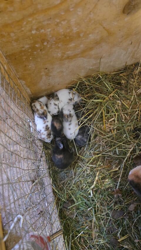 Mini Rex Hasen