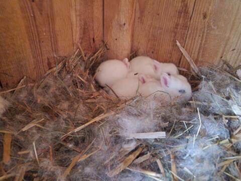 Farbzwerg Hotot