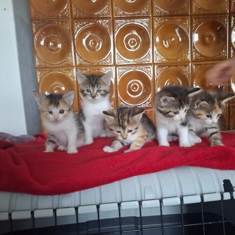 Tiere, Katzenbabys